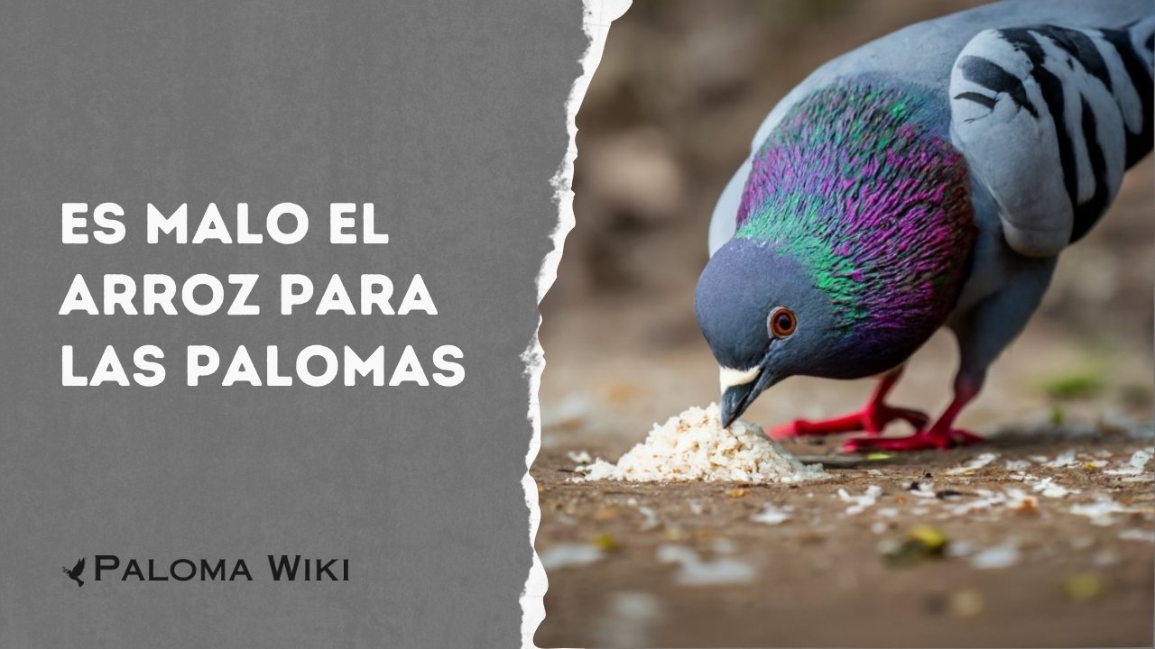 Es Malo El Arroz Para Las Palomas?