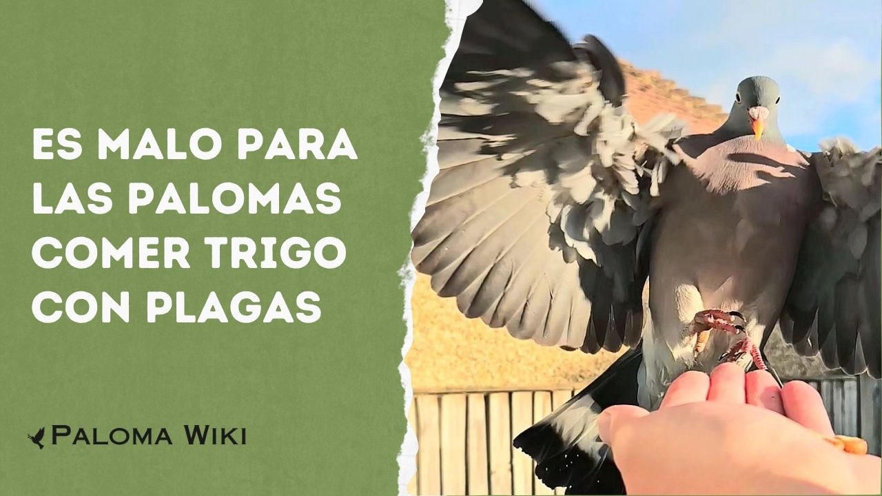 Es Malo Para Las Palomas Comer Trigo Con Plagas