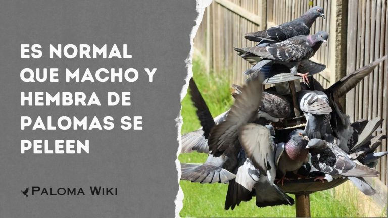 Es Normal Que Macho Y Hembra De Palomas Se Peleen