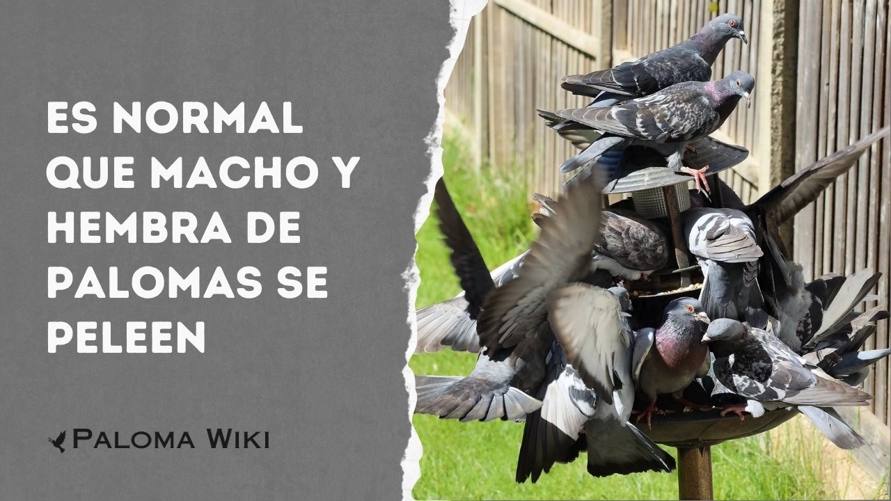 Es Normal Que Macho Y Hembra De Palomas Se Peleen