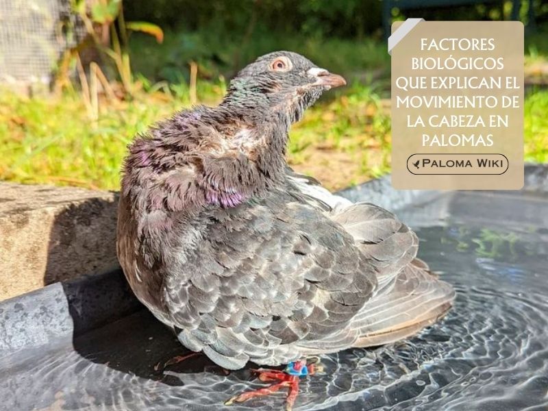 Factores biológicos que explican el movimiento de la cabeza en palomas