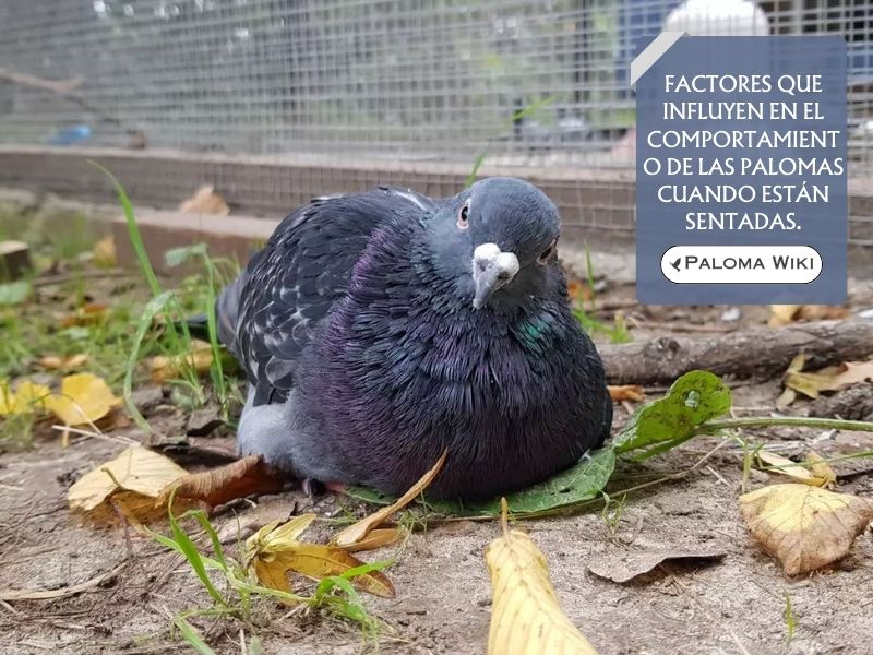 Factores que influyen en el comportamiento de las palomas cuando están sentadas.