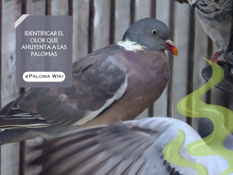 Identificar el olor que ahuyenta a las palomas