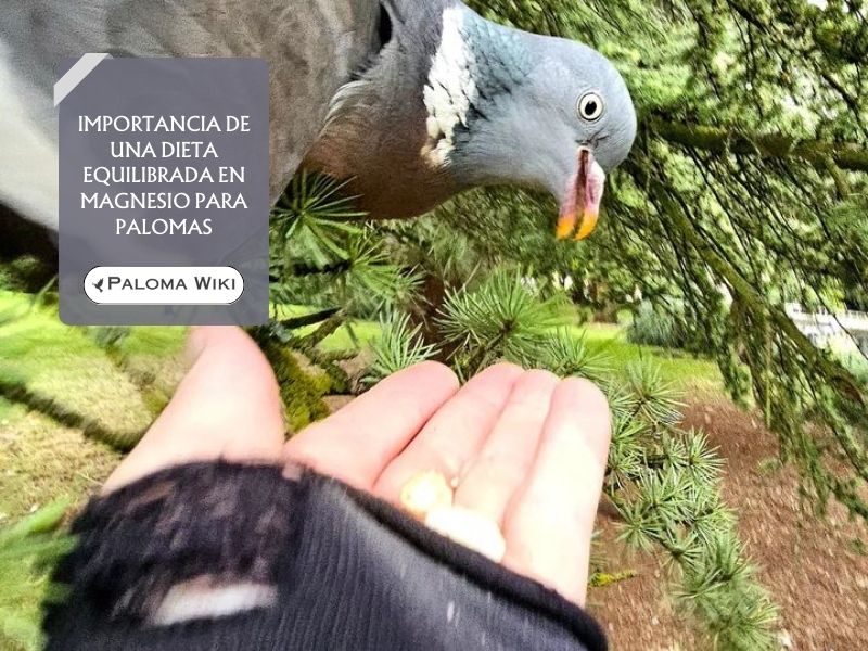 Importancia de una dieta equilibrada en magnesio para palomas