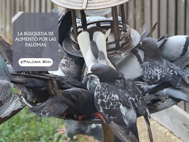 La búsqueda de alimento por las palomas