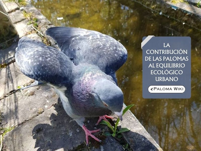 La contribución de las palomas al equilibrio ecológico urbano