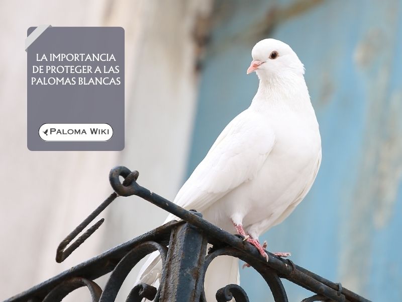 La importancia de proteger a las palomas blancas