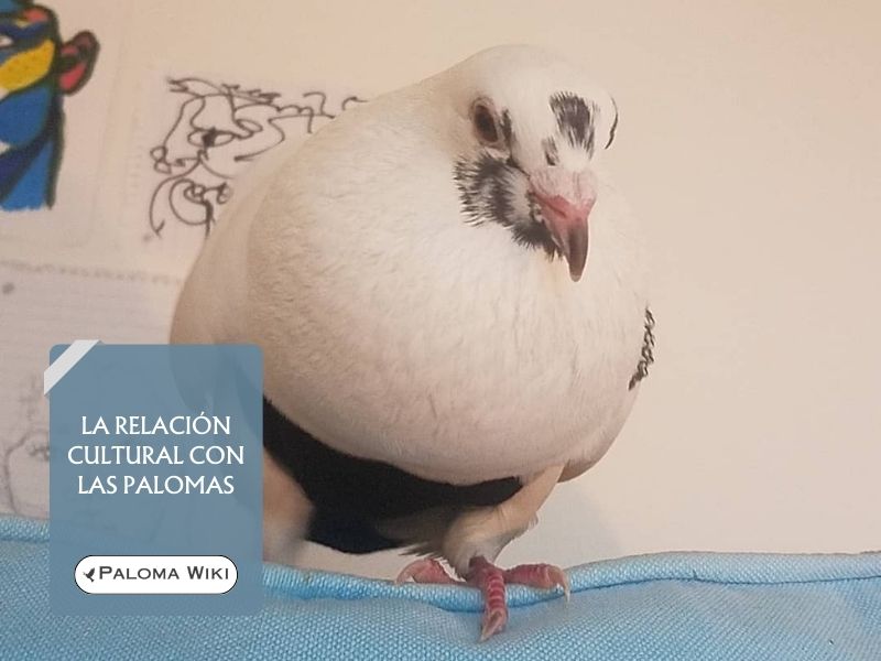 La relación cultural con las palomas