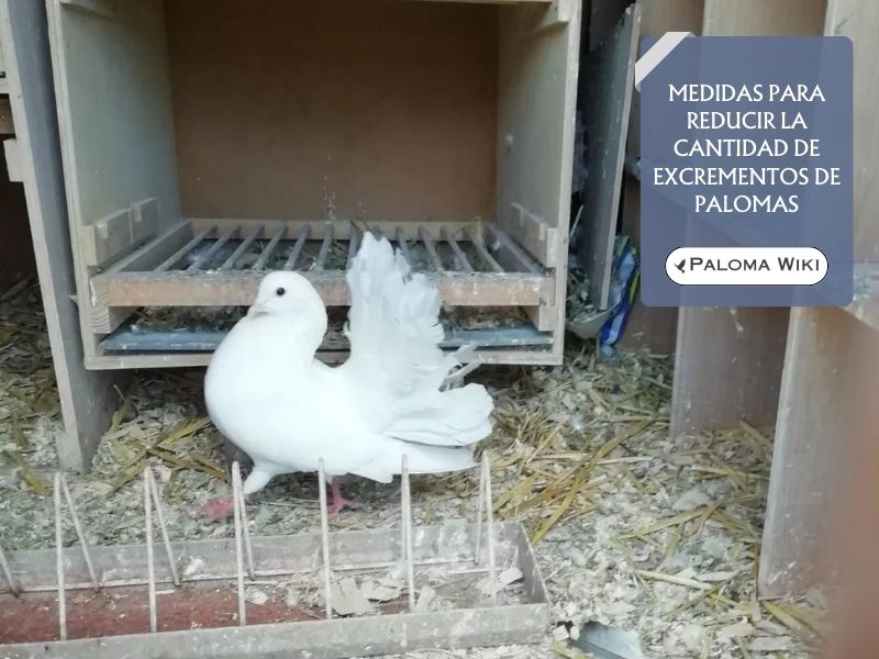 Medidas para reducir la cantidad de excrementos de palomas