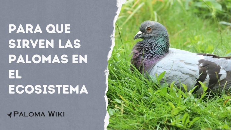 Para Que Sirven Las Palomas en El Ecosistema