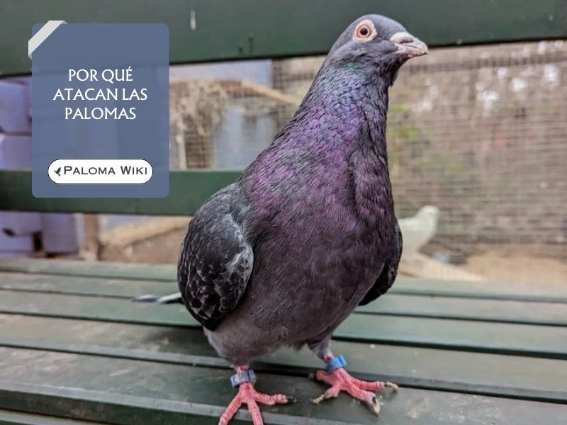 Por qué atacan las palomas