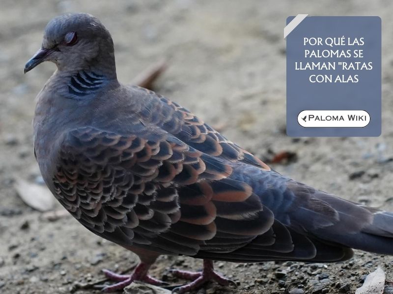 Por qué las palomas se llaman "ratas con alas