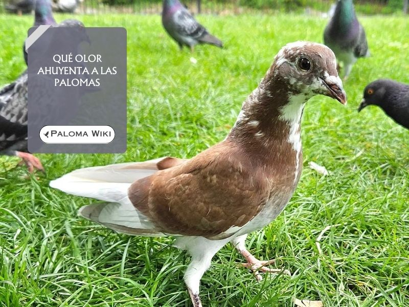 Qué Olor Ahuyenta a Las Palomas