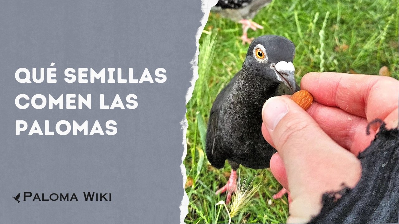 Qué Semillas Comen Las Palomas?