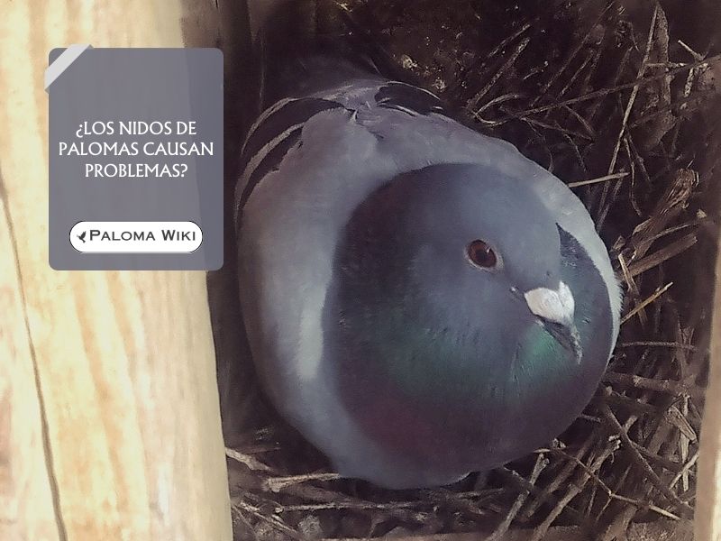 ¿Los nidos de palomas causan problemas?