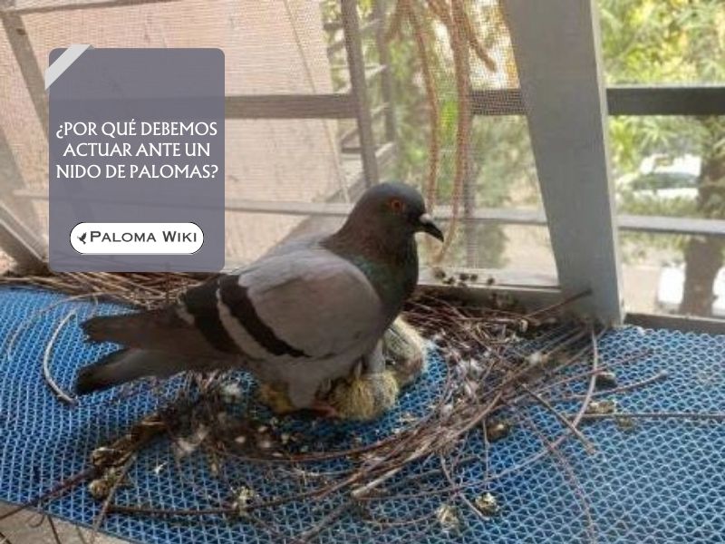 ¿Qué no hacer al encontrar un nido de palomas?