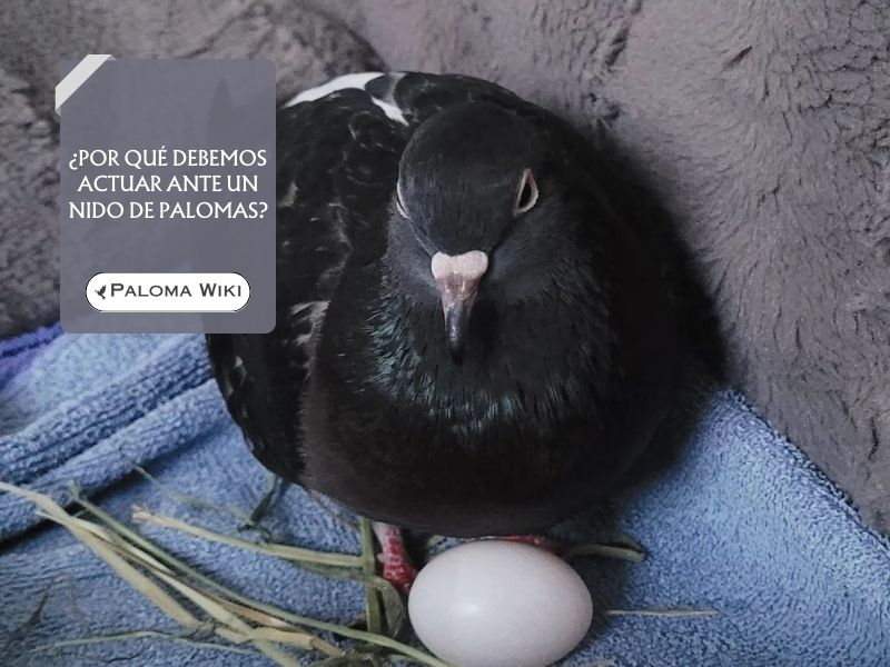 ¿Por qué debemos actuar ante un nido de palomas?